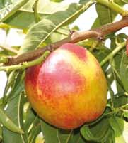 Frutti principali Pesco Prunus persica (Rosaceae) EN. Peach tree FR. Pêcher DE. Pfirsichbaum ES. Melocotonero Il pesco è rustico, ma preferisce i climi temperati e caldi.