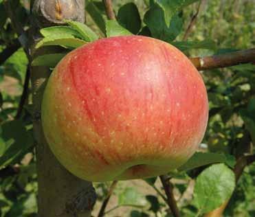 Frutti principali MELO FUJI Originaria dal Giappone, forma tondeggiante, buccia rosso chiaro tipicamente striata, su