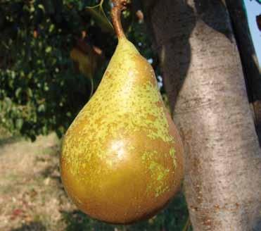 Frutti principali PERO ABATE FETEL Varietà molto apprezzata e conosciuta per il suo caratteristico lungo collo.