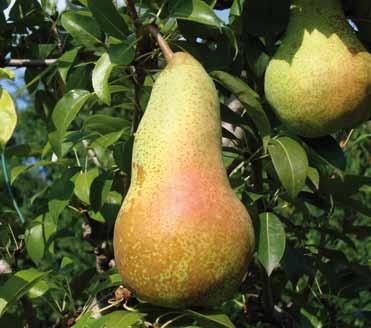 PERO CONFERENCE Grossi frutti allungati, giallo-verdastro-arancio. Polpa profumata e succosa.