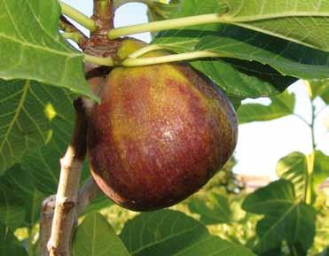 Frutti principali Fico Ficus carica L. (Moraceae) EN. Fig tree FR. Figuier DE. Feigenbaum ES. Higuera La coltura del FICO è estremamente interessante ed attuale.