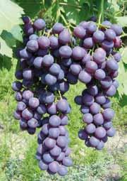 Uve Uve da tavola Vitis vinifera L. (Vitaceae) EN. Grape FR. Raisiner DE. Trauben Pflanzen ES.