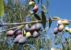 Olivo Olivo (Olea europaea L.) EN. Olive FR. Olivier DE. Olivenbaum ES. Olivo Fogliame persistente, stretto, grigio-verde sopra e argentato sotto.