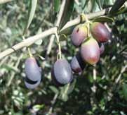 OLIVO FRANTOIO Albero mediamente vigoroso con portamento assurgente ma rametti a frutto penduli. Foglia lanceolata di media grandezza e colore verde lucido.