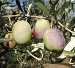 Frutto di colore rosso vinoso alla raccolta forma ellissoidale di calibro medio-grosso (v.m. 4,5 gr.) di buona resa in olio. Produttività buona.