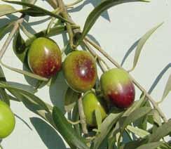 OLIVO ITRANA Albero vigoroso con portamento assurgente. Foglia grande ellittico-lanceolata di colore verde scuro. Frutto di forma sferoidale di calibro medio-grosso (v.