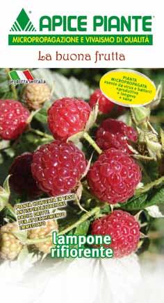 Piccoli frutti Lampone Rubus idaeus L. (Rosaceae) EN. Raspberry FR. Framboisier DE. Himbeerstrauch ES.