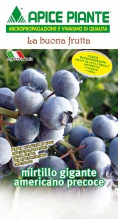 Piccoli frutti Mirtillo Vaccinium sp (Ericaceae) EN. Highbush blueberry FR. Mirtillier arbustif DE. Heidelbeerstrauch ES.