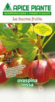 Piccoli frutti e Fragola Uva spina Ribes grossularia L. (Sassifragaceae) EN. Gooseberry FR. Groseiller épineux DE. Stachelbeerstrauch ES.