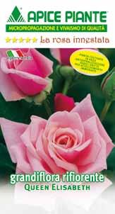 Rose Rose grandiflora rifiorenti da taglio profumata