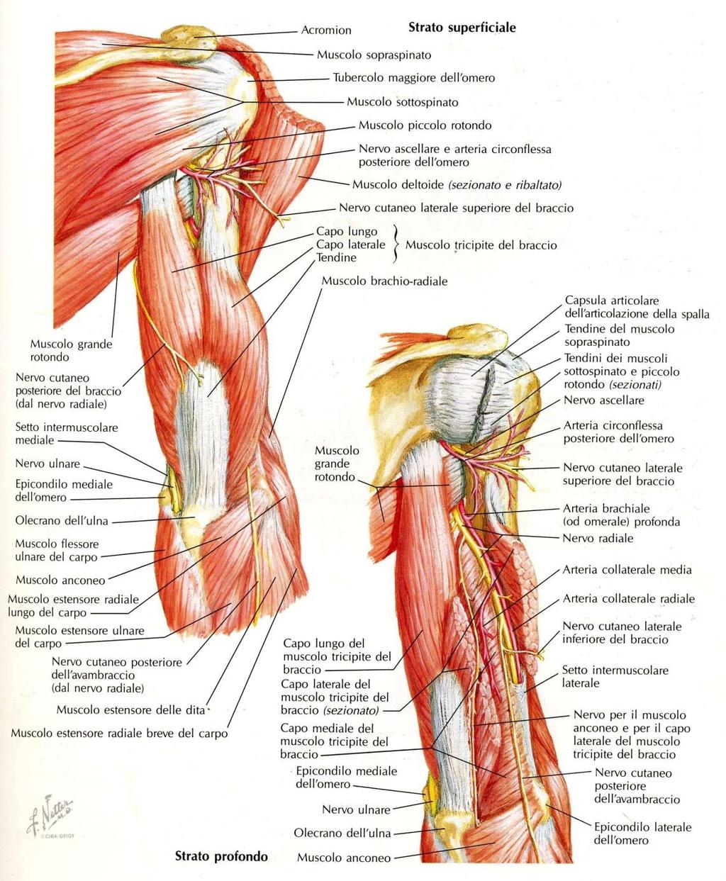 Muscoli della loggia Posteriore del Braccio Tricipite brachiale