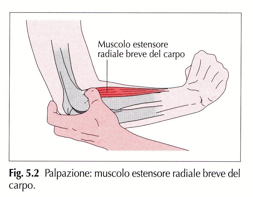 Muscoli motori della