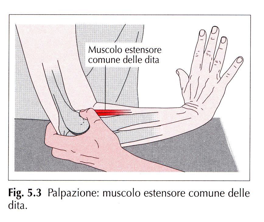 Muscoli motori delle