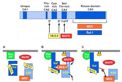 Kinase suppressor of Ras (KSR) A) B) C) A) Struttura lineare da di KSR B) In una cellula quiescente Ras inattiva (GDP-bound) è localizzata nella membrana plasmatica, mentre le forme inattive di Raf e