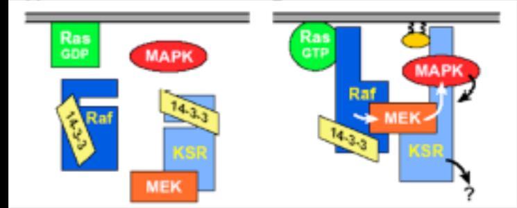 C) In risposta all attivazione recettoriale, Ras scambia GDP per GTP e viene attivata, inducendo la traslocazione di Raf in membrana e la sua attivazione.