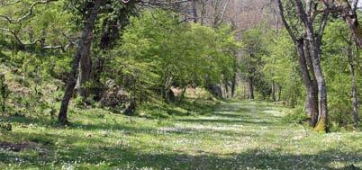1513 Questo sentiero, molto interessante da un punto di vista naturalistico, offre la possibilità di conoscere realmente la vegetazione della Foresta di Gallipoli dalle cerrete, che ammantano le