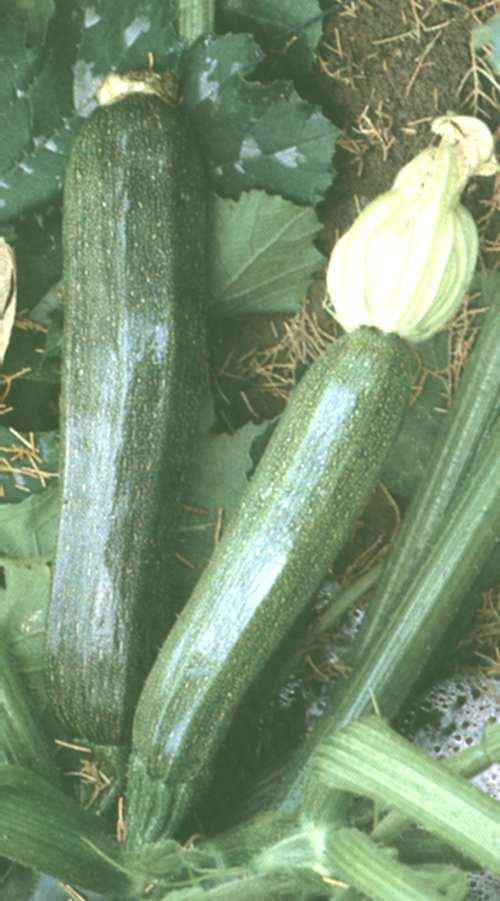 zucchino Pianta non