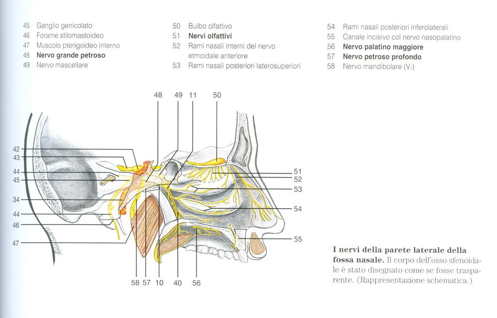 Innervazione