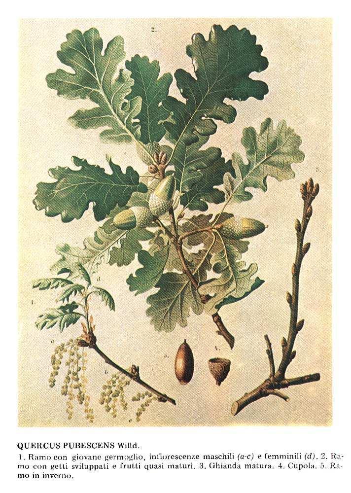 Q. pubescens = roverella Aspetto: Albero molto robusto e tozzo, basso e irregolarm. ramificato, molto, longevo Ritidoma screpolato e fessurato Rametti e gemme fortemente tomentosi Fg.