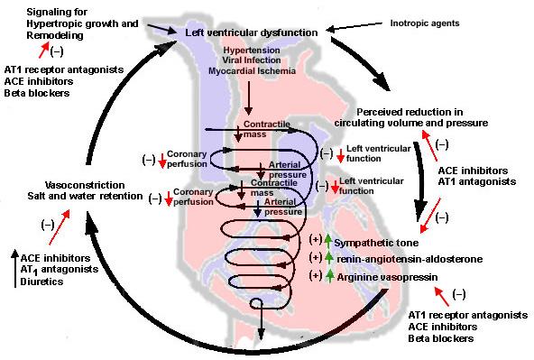 L insufficienza cardiaca: fisiopatologia