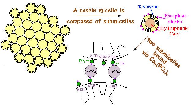 Asp Glu C O OH (Ca 2+ - O P O - O -