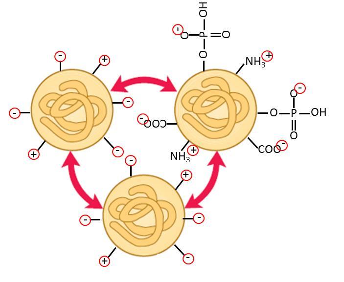 Coagulazione acida Quando il ph raggiunge il valore