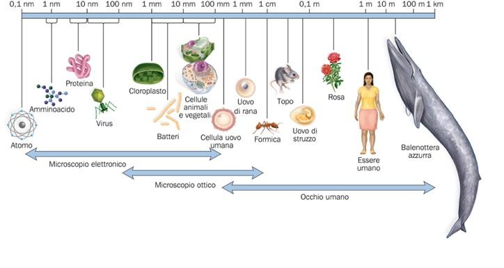 Tanto piccolo da usare il microscopio Lo strumento che ci