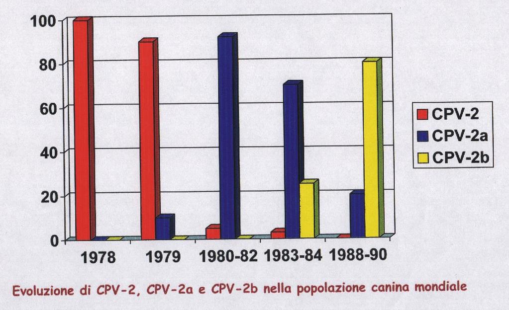 CPV-2 Moltiplica su cellule di cane e di gatto Emoagglutina solo GR di scimmia e di suino Patogenicità elevata per il cane Colture