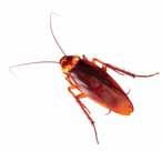 Lotta agli insetti in casa Insetticidi specifici per formiche e scarafaggi INSETTICIDA SPRAY SIRINGA GEL Pag. 34 INSETTICIDA IN GRANULI novità FORMICHE & SCARAFAGGI Pag.