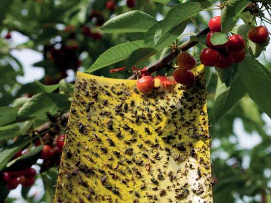 Molto spesso, insetti come Aleurodidi, afidi e cocciniglie, si insediano negli ambienti mal areati sfruttando il microclima