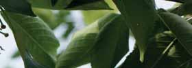 25 100 FRUTABAND STRISCE COLLANTI PER LA PROTEZIONE DELLE PIANTE FORMULAZIONE: STRISCE COLLANTI Protegge gli alberi