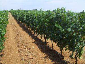 Il territorio di Vittoria fra natura, liberty, storia, cibo e vino L area di produzione della Cerasuolo di Vittoria, unica Docg siciliana, è un viaggio che da Camarina raggiunge Catania,