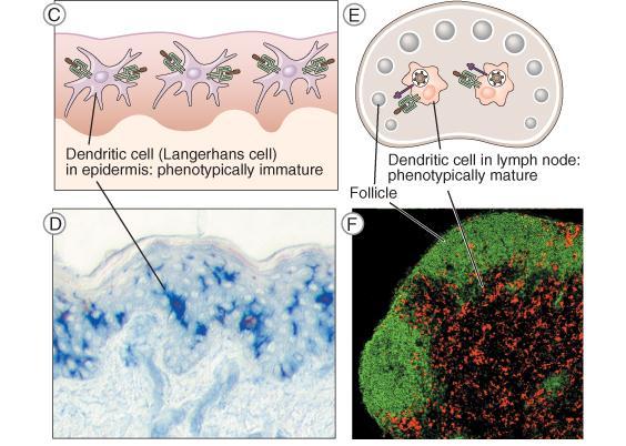 LE CELLULE DI LANGERHANS