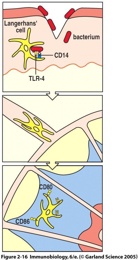 PATHOGEN COMPONENTS ACTIVATE IMMATURE DC