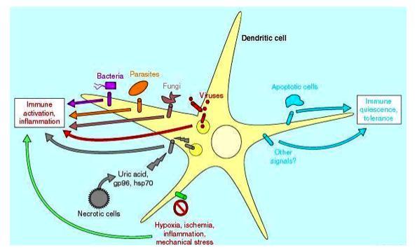 DENDRITIC CELLS AS SENSORS OF LIFE,