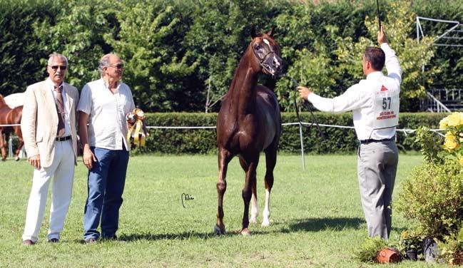 Bronze Medal Stallions alakazam b Padrons Immage x Ma Evita