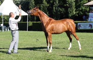 Mares 2002 and before vergil El Amin x Virginia II O: