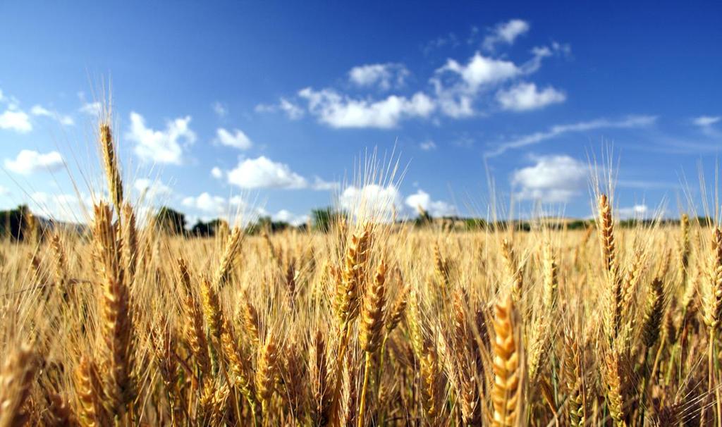 In natura, le piante costituiscono per l'uomo un'enorme riserva di beni disponibili, immediatamente utilizzabili.