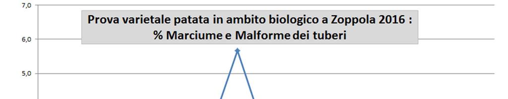 I valori percentuali molto bassi di marciumi sui tuberi, al di sotto di diverse varietà seguite con regolari interventi anticrittogamici nelle altre due prove, dimostrano un ottima tenuta alla