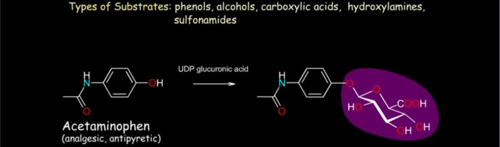 Metabolismo Fase II: