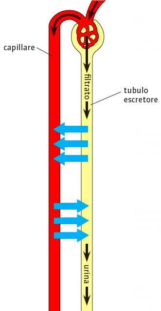 Escrezione: il filtrato rielaborato (l urina)