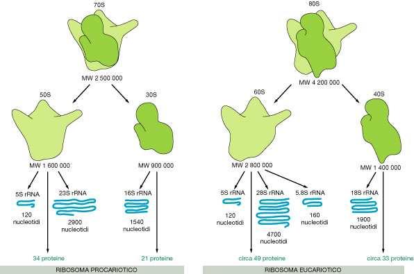 Aggregati Macromolecolari Ribosomi
