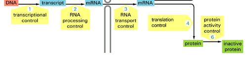 Meccanismi di Regolazione dell espressione genica Fase Nucleare Scelta del gene che deve essere espresso Maturazione dell RNA Trasferimento Nucleo-