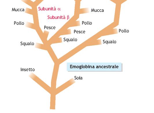 ALLORQUANDO LA SIMILARITA TRA LE SEQUENZE PROTEICHE DI DIFFERENTI ORGANISMI RISULTA