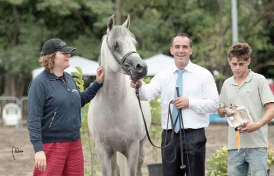 Stallions (MOBARAK IKHNATOON x BAHRIJA BINT BUKRA) Breeder/Owner: