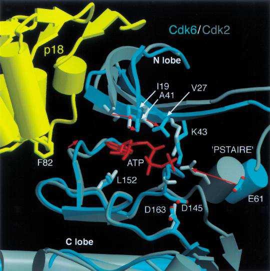 Genes Dev. 2000 December 15; 14(24): 3115 3125. The ATP-binding site of p18 Cdk6 K-cyclin and Cdk2 cyclina.