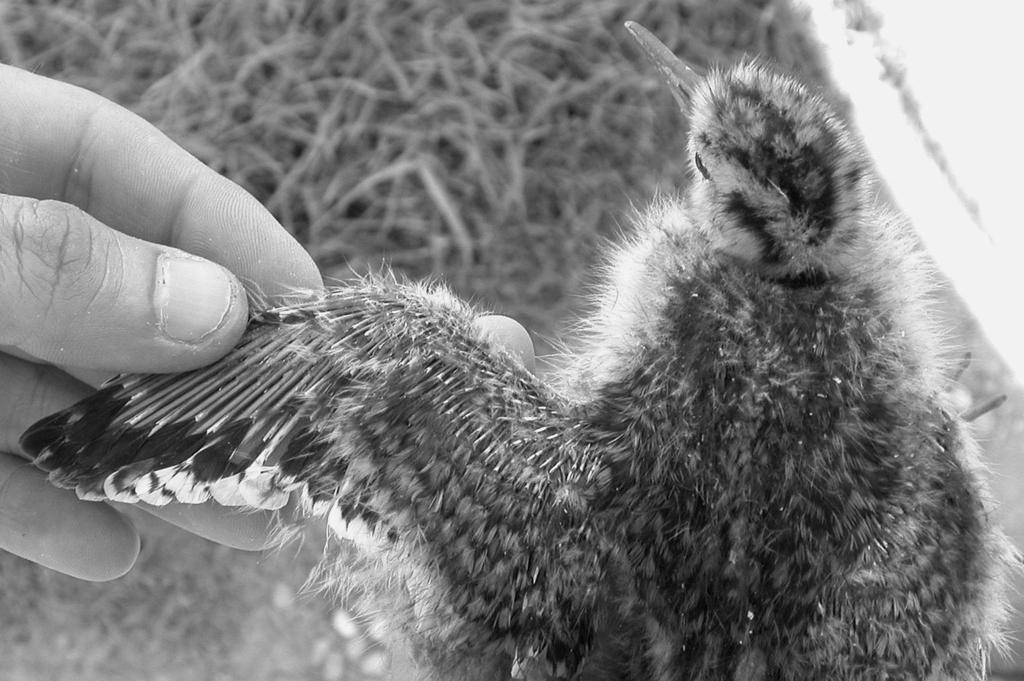 Resoconto dell attività di inanellamento degli uccelli a scopo scientifico in Piemonte e Valle d Aosta - 2003 RISULTATI Nel 2003 sono stati effettuati 54.383 inanellamenti (dei quali 1.978 pulli) e 4.