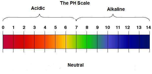 Il ph e gli indicatori Per misurare la concentrazione di ioni H+ (idrogeno) in una soluzione si usa la