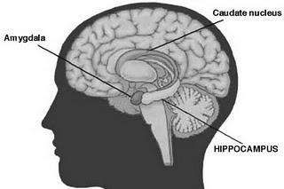 Queste aree sono localizzate nella parte più mediale e ventrale del cervello, confermando la loro origine precoce nel corso dell evoluzione Il sistema limbico opera influenzando il sistema endocrino