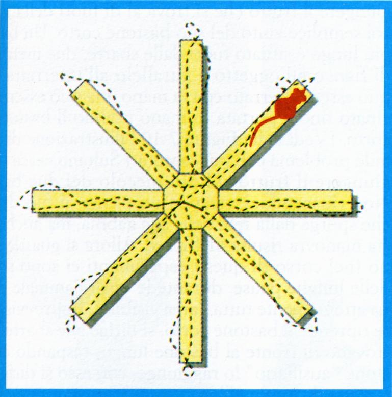 Comportamentismo intenzionale di Tolman Esperimenti di Olton (1978, 1979).